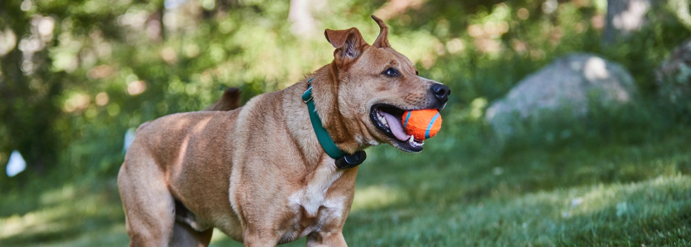 DogWatch Hidden Fence of the Midwest, Inc., Chisago City, Minnesota | ProFenceX Slider Image